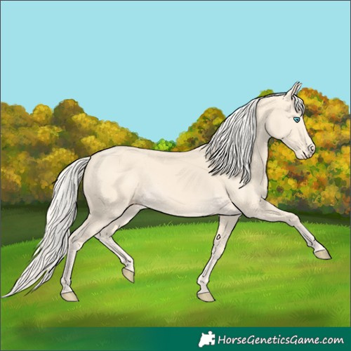 Horse Color:Cremello