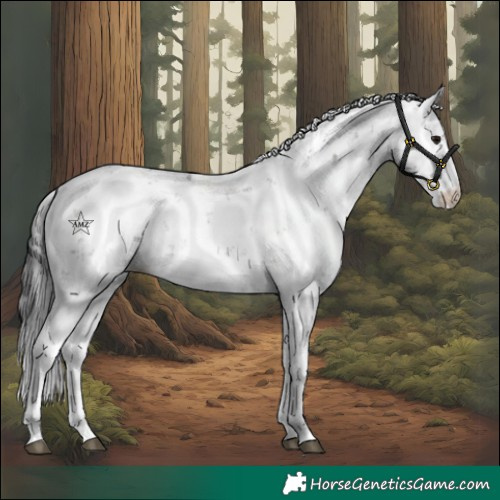 Horse Color:Black Sabino 