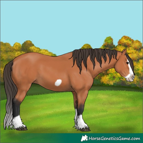 Horse Color:Bay Splash Frame