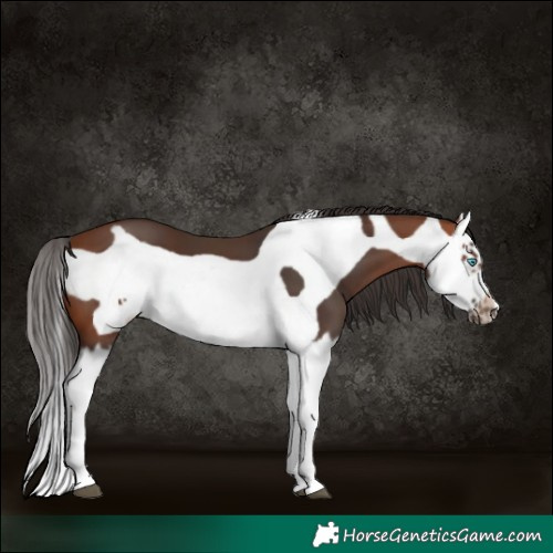 Horse Color:Bay Splash Frame