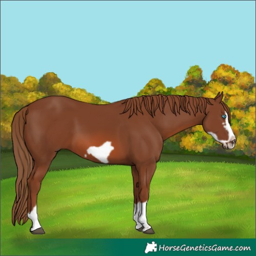 Horse Color:Chestnut Splash Frame