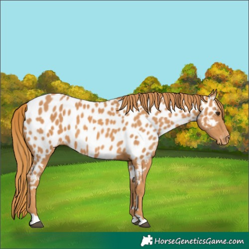 Horse Color:Chestnut Appaloosa