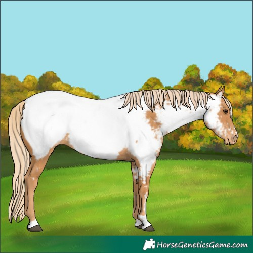 Horse Color:Chestnut Appaloosa 