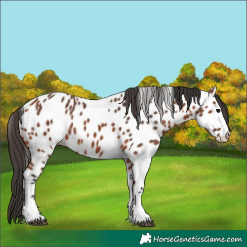 Horse Color:Bay Appaloosa
