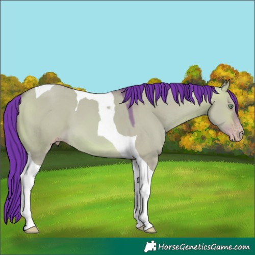 Horse Color:Gray Watercolor Sable Cream Champagne Dun Tobiano 