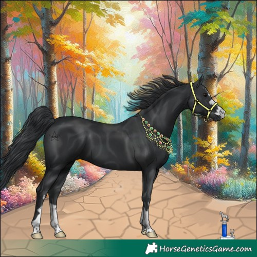 Horse Color:Black 
