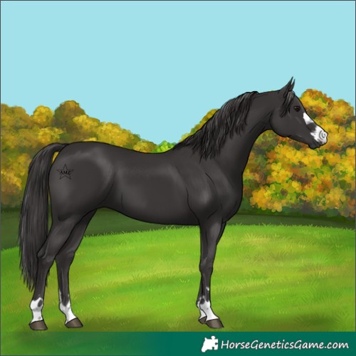 Horse Color:Smoky Black