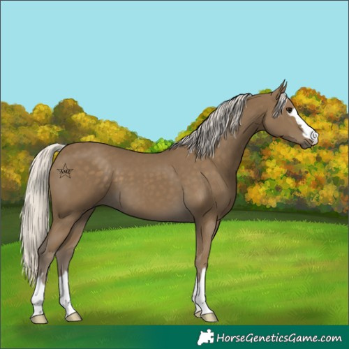 Horse Color:Silver Smoky Black