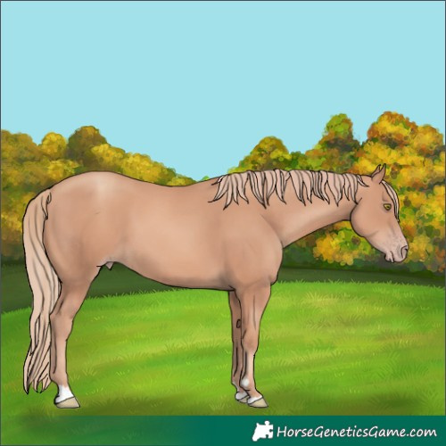 Horse Color:Gold Champagne 