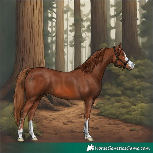Horse Color:Chestnut 
