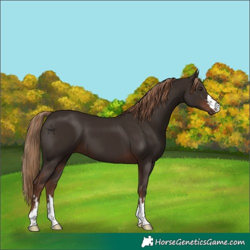 Horse Color:Liver Chestnut 