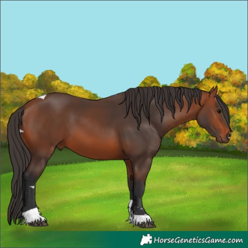 Horse Color:Bay Tobiano 