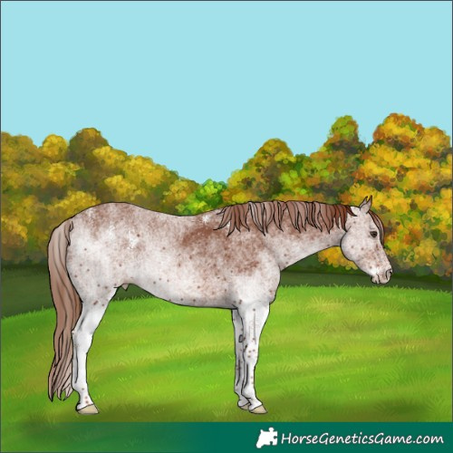 Horse Color:White Spotted Chestnut