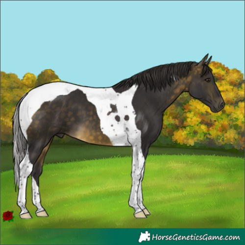 Horse Color:Buckskin Tobiano 