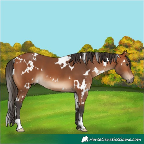 Horse Color:White Spotted Bay 