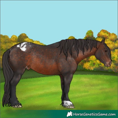 Horse Color:Brown Varnish Rabicano