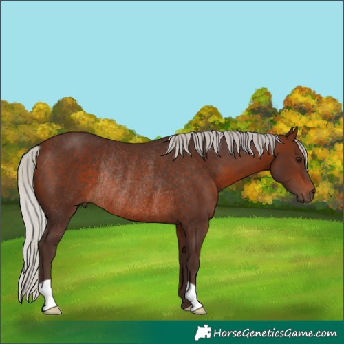 Horse Color:Silver Brown Rabicano