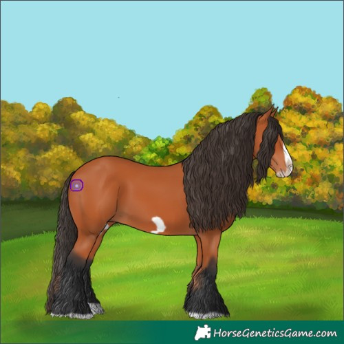 Horse Color:Bay Splash Frame 