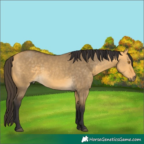 Horse Color:Buckskin Dun
