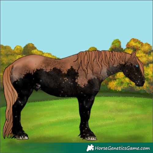 Horse Color:Void Chestnut Sabino Splash