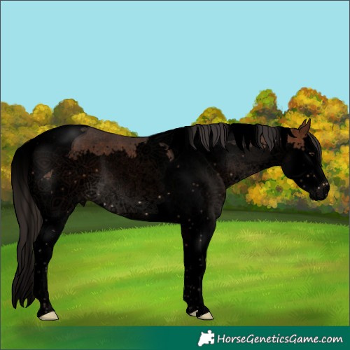 Horse Color:Void Bay Splash Tobiano 