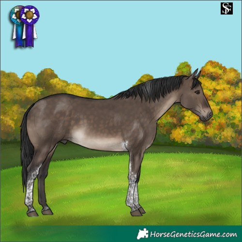 Horse Color:Brown Dun Tobiano