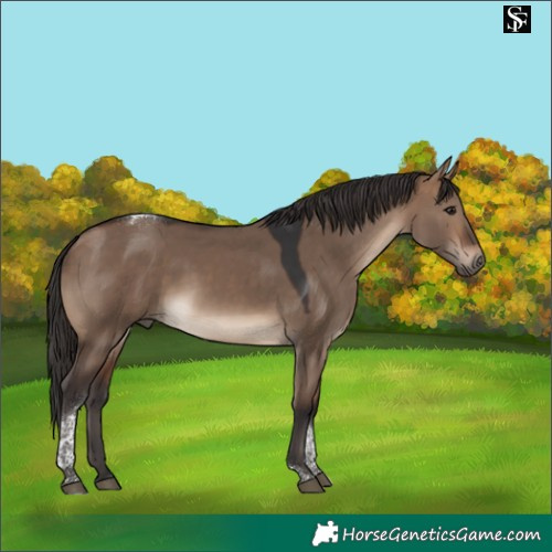 Horse Color:Brown Dun Tobiano