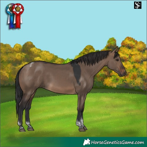 Horse Color:Brown Dun Tobiano 