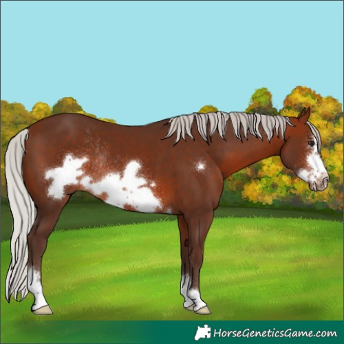Horse Color:Silver Bay Sabino Frame Rabicano 