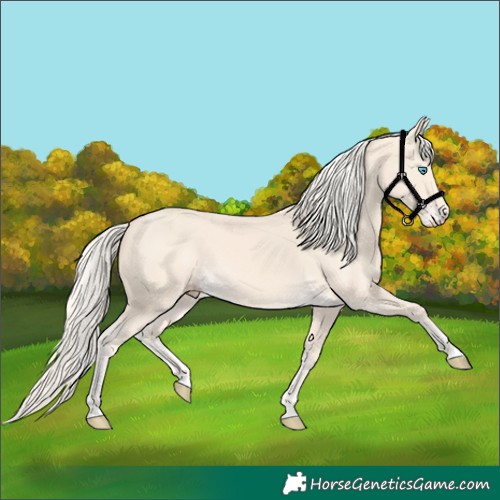 Horse Color:Cremello