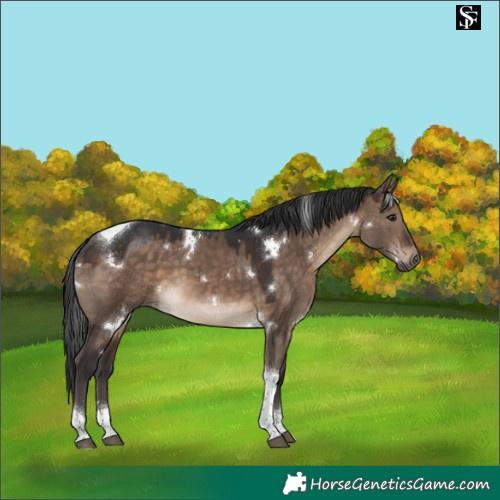 Horse Color:White Spotted Brown Dun Tobiano Rabicano 