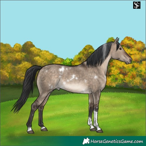 Horse Color:White Spotted Brown Dun Tobiano Rabicano 