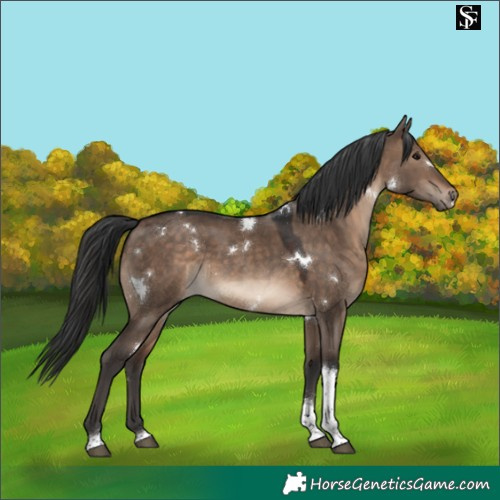 Horse Color:White Spotted Brown Dun Tobiano Rabicano 