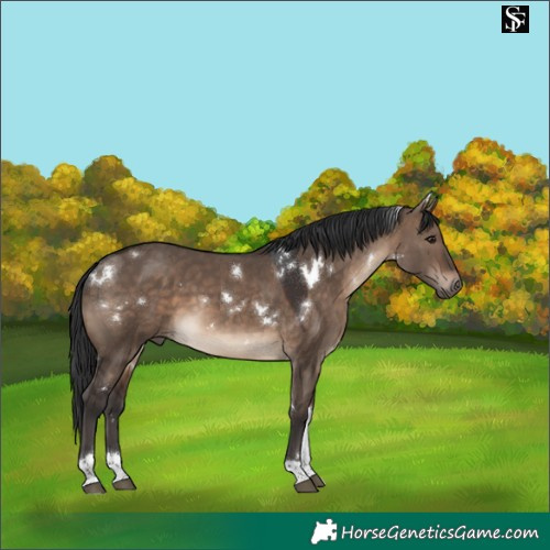 Horse Color:White Spotted Brown Dun Tobiano Rabicano 