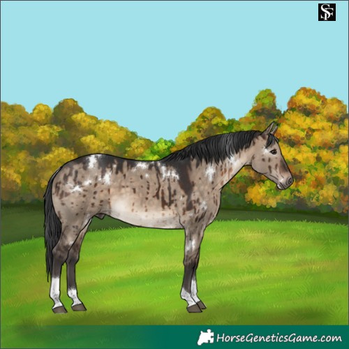 Horse Color:White Spotted Brown Dun Tobiano Rabicano Brindle