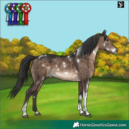 Horse Color:White Spotted Brown Dun Tobiano Rabicano Brindle