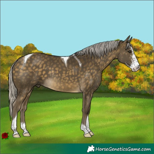 Horse Color:Silver Buckskin Sabino Tobiano Rabicano