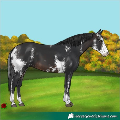 Horse Color:Brown Sabino