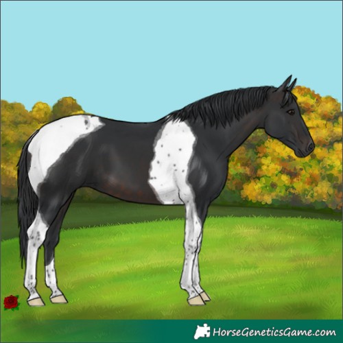 Horse Color:Brown Tobiano 