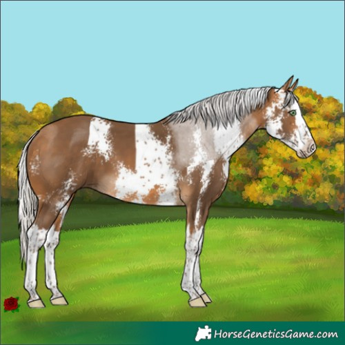 Horse Color:Silver Buckskin Sabino Splash 
