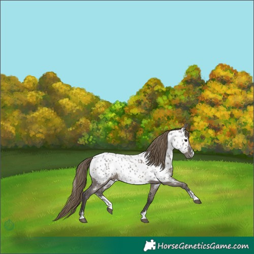 Horse Color:Smoky Grullo Sabino Appaloosa Rabicano 