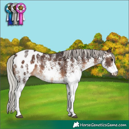 Horse Color:White Spotted Silver Brown Appaloosa Rabicano 
