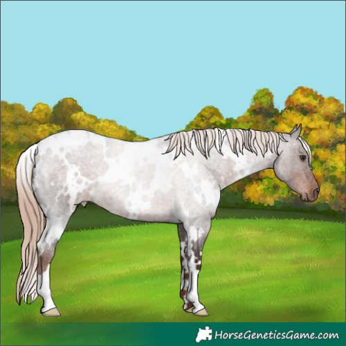 Horse Color:White Spotted Liver Red Roan