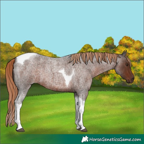 Horse Color:Liver Red Roan Tobiano 