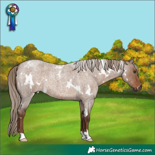 Horse Color:White Spotted Liver Red Dun Roan