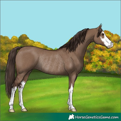 Horse Color:White Spotted Liver Red Dun Rabicano 