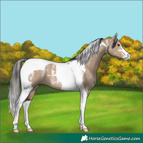 Horse Color:Powder White Liver Red Dun Tobiano