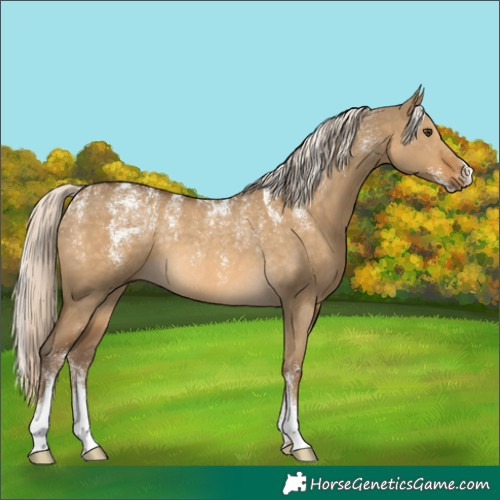 Horse Color:Powder White Chocolate Palomino Dun Rabicano