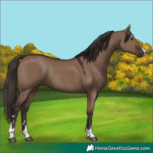 Horse Color:Liver Red Dun Rabicano 