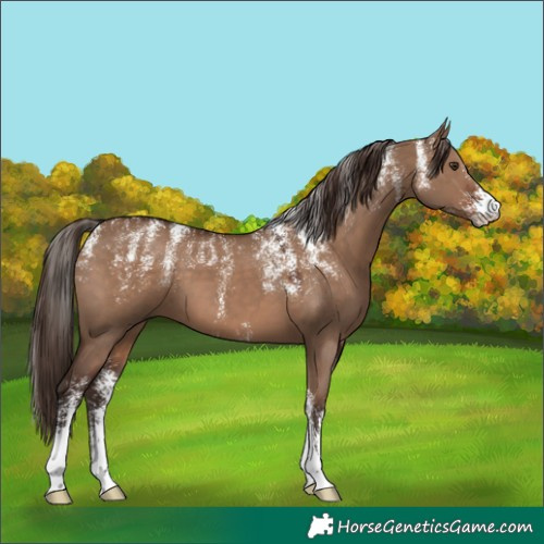 Horse Color:Powder White Liver Red Dun
